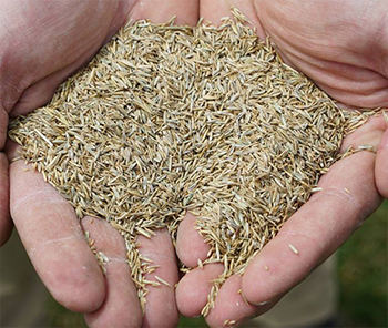 Semence à gazon de qualité