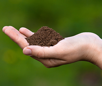 Amendement de sol organique Weed Man